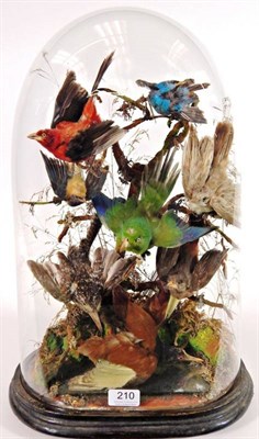 Lot 210 - Taxidermy: A Victorian Display of Eight Tropical Birds, a varied collection of eight tropical birds