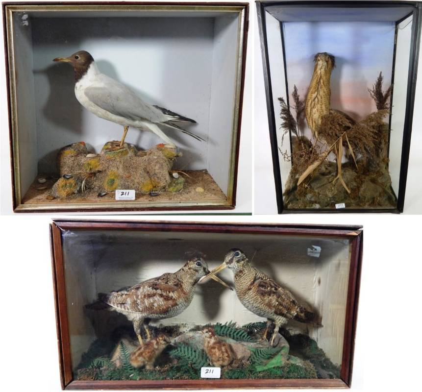 Lot 211 - Taxidermy: A Victorian Cased Black-Headed Gull, a Victorian Cased pair of Woodcocks with...
