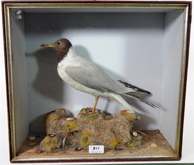 Lot 211 - Taxidermy: A Victorian Cased Black-Headed Gull, a Victorian Cased pair of Woodcocks with...
