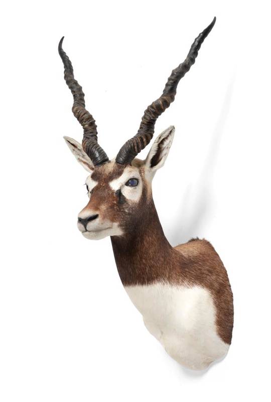 Lot 215 - Taxidermy: Rajputan Blackbuck (Antilope cervicapra rajputane), circa late 20th century, high...