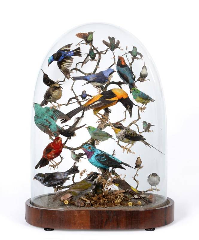 Lot 216 - Taxidermy: An Early Victorian Display of Twenty Six Tropical Birds, circa 1847, a varied collection