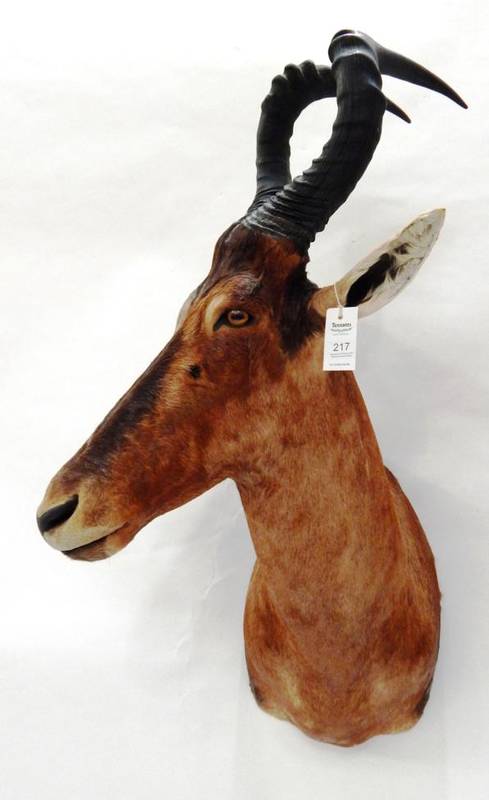 Lot 217 - Taxidermy: Red Hartebeest (Alcelaphus caama), circa 2002, high quality shoulder mount with head...