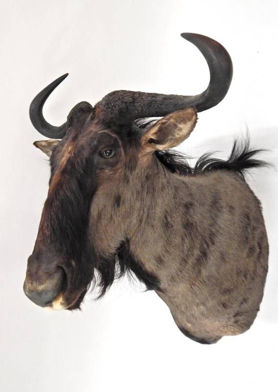 Lot 218 - Taxidermy: Blue Wildebeest (Connochaetes taurinus), circa 2002, shoulder mount with head...