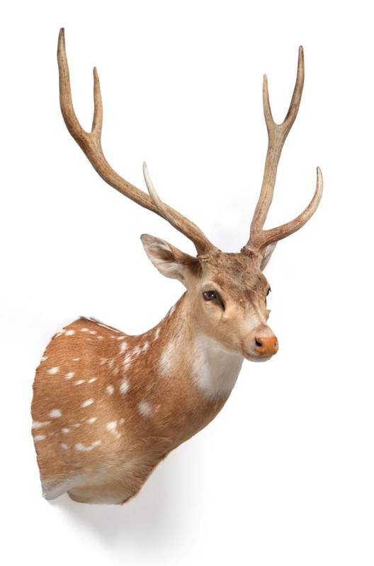 Lot 219 - Taxidermy: Chital or Axis Deer (Axis axis), circa late 20th century, high quality shoulder...