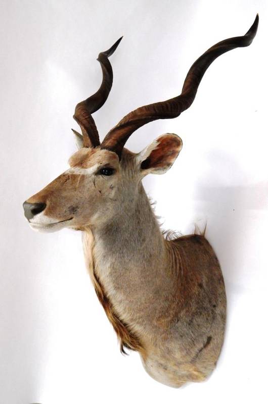 Lot 220 - Taxidermy: Cape Greater Kudu (Strepsiceros strepsiceros), circa late 20th century, large...