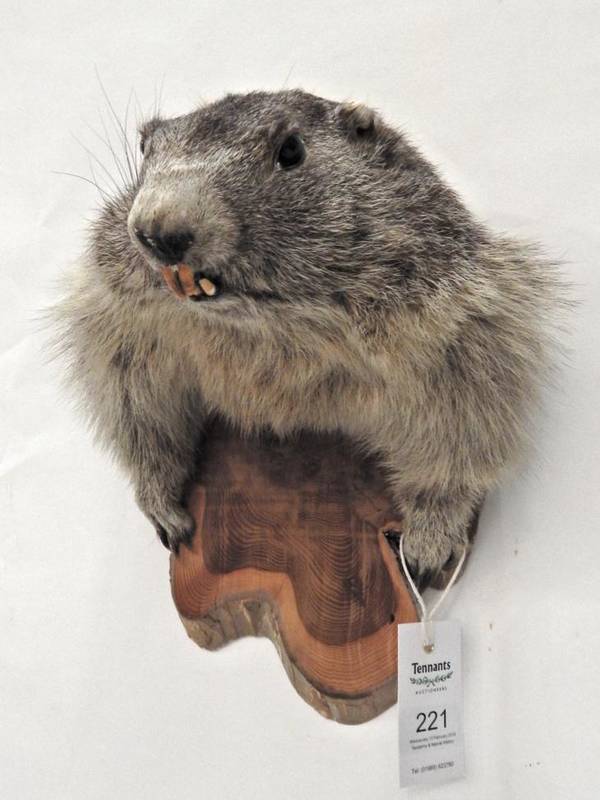 Lot 221 - Taxidermy: Alpine Marmot (Marmota marmota), circa late 20th century, shoulder mount looking...