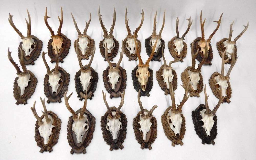 Lot 222 - Antlers/Horns: Roe Buck  (Capreolus capreolus), circa late 20th century, twenty three well...