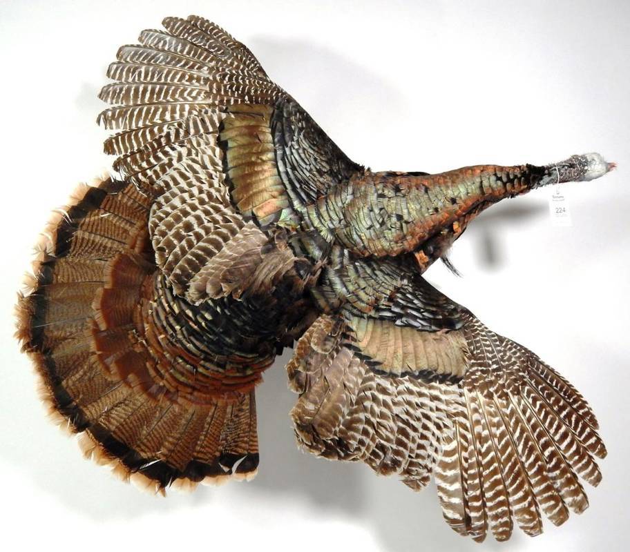Lot 224 - Taxidermy: Wild Turkey (Meleagris gallopavo), circa late 20th century, USA, full mount with...