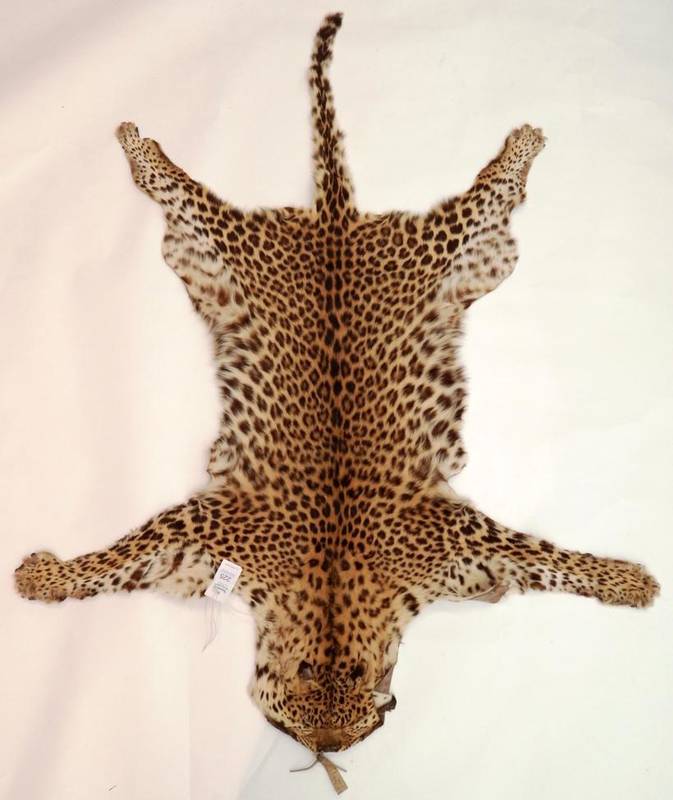 Lot 225 - Taxidermy: Indian Leopard (Panthera pardus fusca) circa 1930, flat skin rug with limbs...