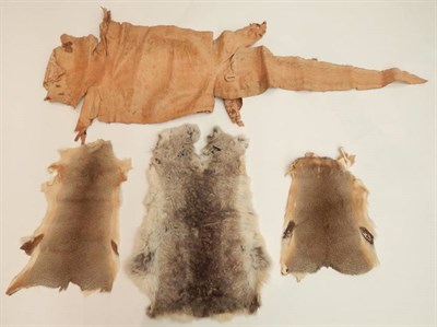 Lot 226 - Taxidermy: A Quantity of Various Animal Hides, circa early 20th century, including- Racoon,...