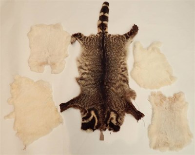 Lot 226 - Taxidermy: A Quantity of Various Animal Hides, circa early 20th century, including- Racoon,...