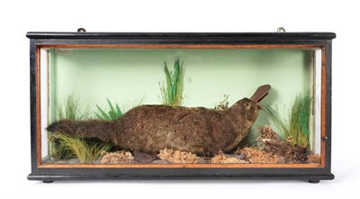 Lot 227 - Taxidermy: Duck-Billed Platypus (Ornithorhynchus anatinus), by Bradleys Taxidermy Services, 71...