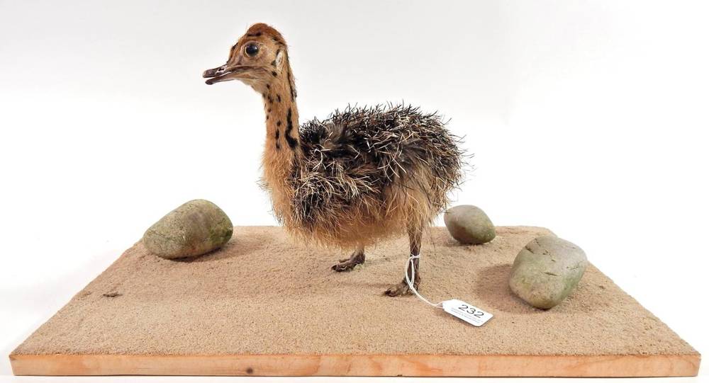 Lot 232 - Taxidermy: Ostrich Chick (Struthio camelus), modern, full mount chick, stood upon a Savannah...