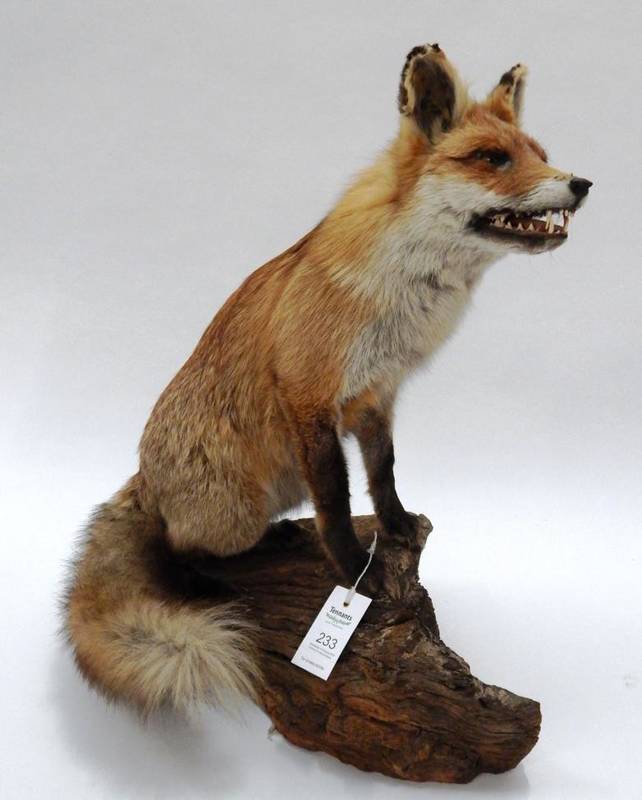 Lot 233 - Taxidermy: Red Fox (Vulpes vulpes), circa late 20th century, good quality full mount dog, in...
