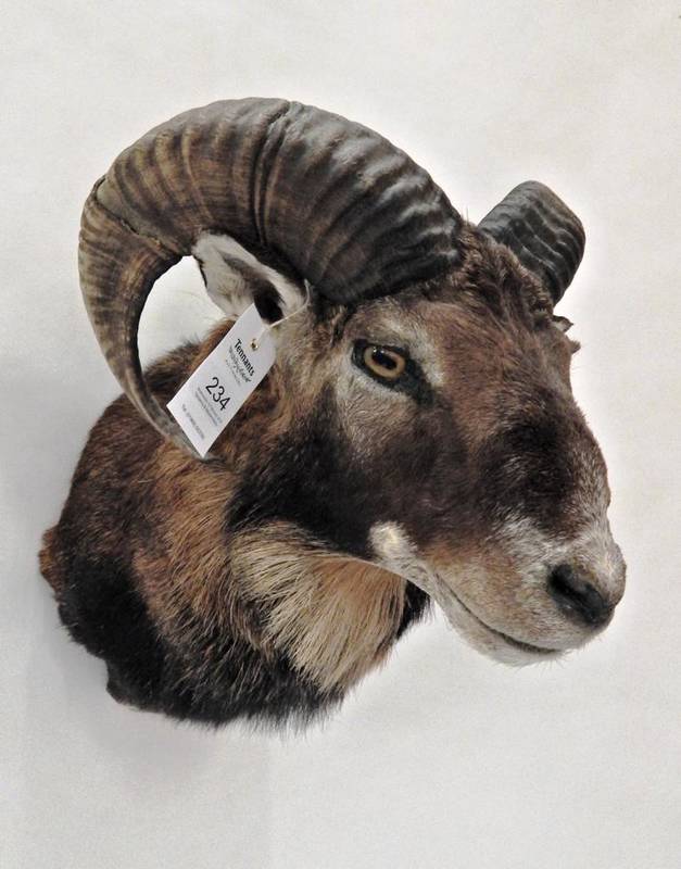 Lot 234 - Taxidermy: European Mouflon (Ovis orientalis musimon), neck mount looking straight ahead,...