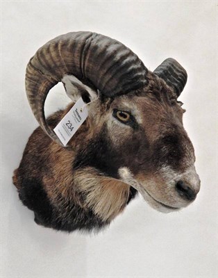 Lot 234 - Taxidermy: European Mouflon (Ovis orientalis musimon), neck mount looking straight ahead,...