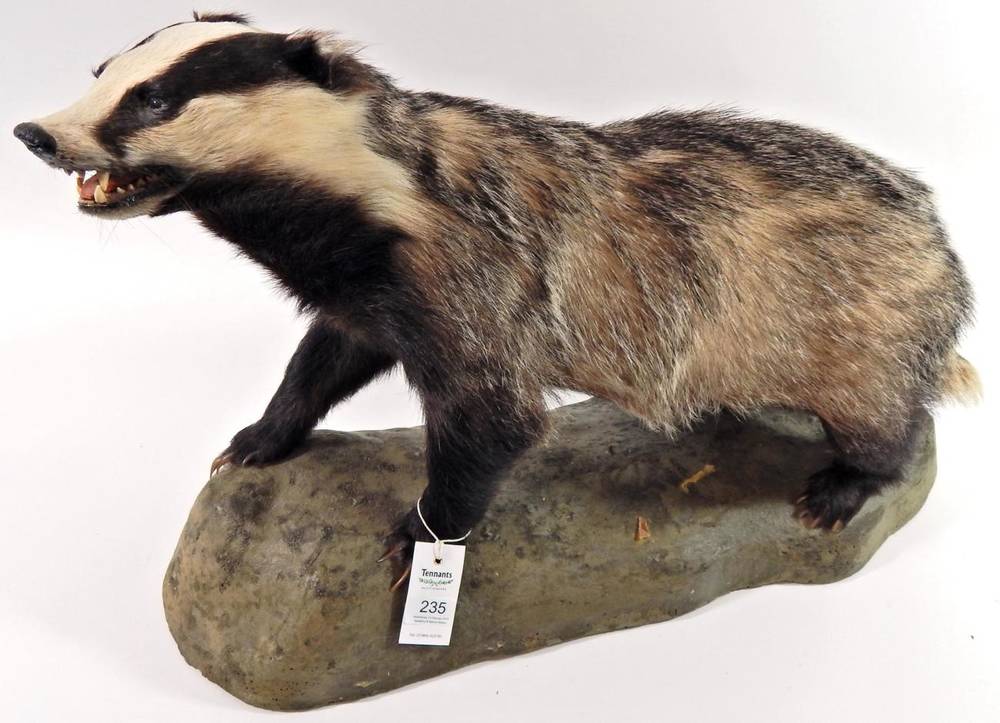 Lot 235 - Taxidermy: European Badger (Meles meles), circa late 20th century, high quality full mount, looking