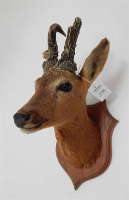 Lot 236 - Taxidermy: Abnormal Roebuck (Capreolus capreolus), circa 1940, neck mount looking straight...