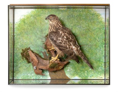 Lot 237 - Taxidermy: Goshawk (Accipiter gentilis), circa 2008, by Adrian Johnstone, Taxidermy, Gainford,...