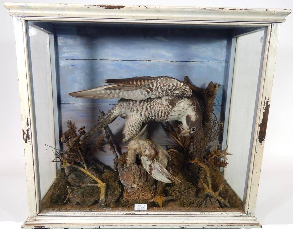 Lot 238 - Taxidermy: A Victorian Cased Peregrine Falcon (Falco peregrinus), circa 1887, by G. Vessey, Ramsey