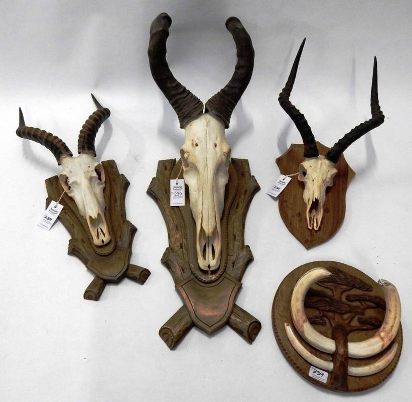 Lot 239 - African Hunting Trophies: Various African Hunting Trophy Horns, circa late 20th century,...