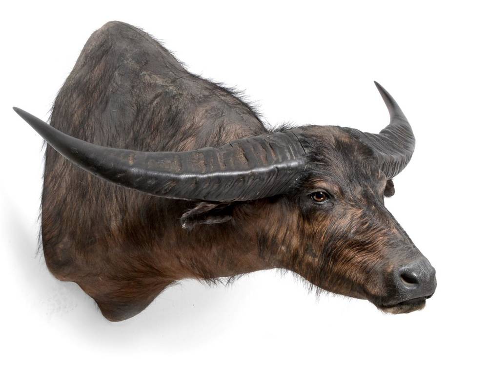 Lot 240 - Taxidermy: Australian Swamp Buffalo (Bubalis bubalis), circa late 20th century, large shoulder...