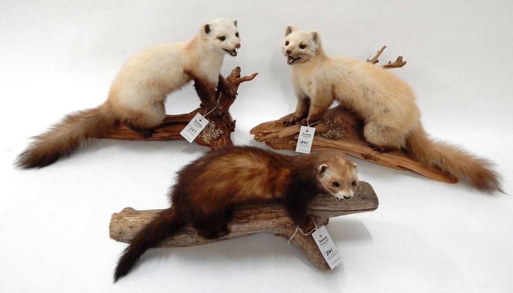 Lot 241 - Taxidermy: European Pine Marten (Martes martes), circa late 20th century, two full mounts with...