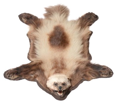 Lot 242 - Taxidermy: Wolverine (Gulo gulo), circa late 20th century, Canada, flat skin with head mount,...