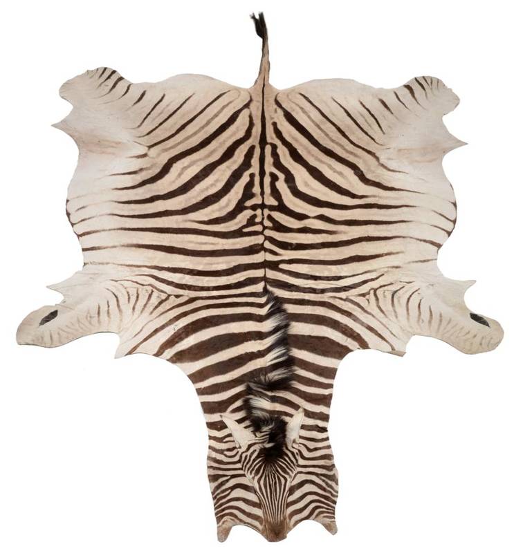 Lot 243 - Taxidermy: Burchell's Zebra Skin (Equus quagga), circa late 20th century, flat skin with flat head