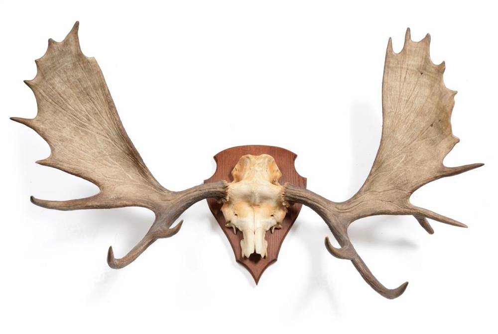 Lot 244 - Antlers/Horns: North American Moose (Alces alces), circa late 20th century, large figured...