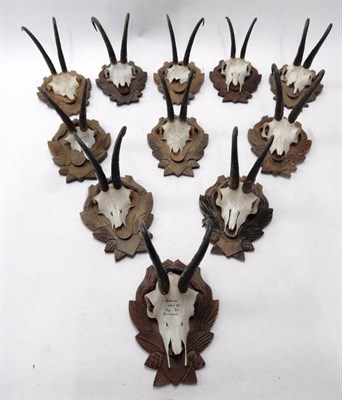 Lot 245 - Antlers/Horns: Alpine Chamois (Rupicapra rupicapra), circa 1980, eleven sets of horns on cut...