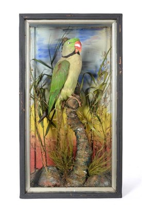 Lot 246 - Taxidermy: Alexandrine Parakeet (Psittacula eupatria), circa 1914, by Hitch Walsall, full mount...