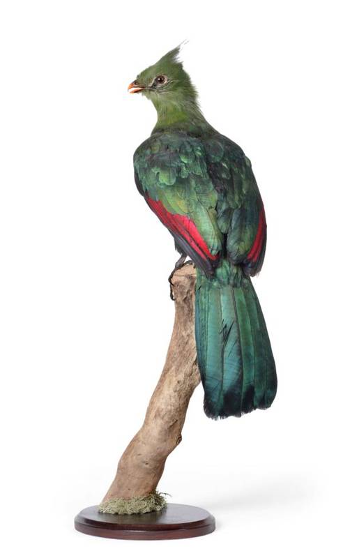 Lot 248 - Taxidermy: Schalow's Turaco (Tauraco schalowi), modern, full mount perched atop a dry branch,...