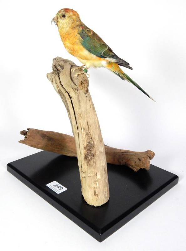 Lot 249 - Taxidermy: Rainbow Bourke's Parrot (Neopsephotus bourkii), modern, full mount perched upon a...