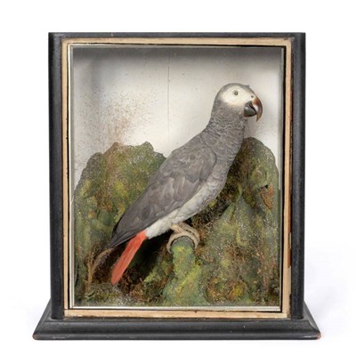 Lot 250 - Taxidermy: African Grey Parrot (Psittacus erithacus), circa 1890-1900, by J.E. Massey,...