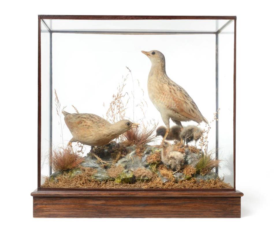Lot 251 - Taxidermy: A Victorian Cased Display of Corncrakes with Chicks (Crex crex), by James Gardner,...