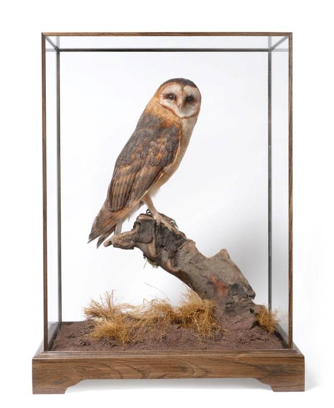 Lot 252 - Taxidermy: A Cased Barn Owl (Tito alba), circa 2018,  full mount with head turning to the right...