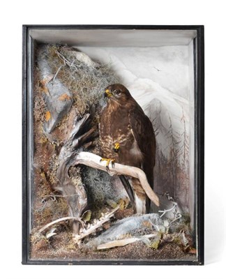 Lot 253 - Taxidermy: A Cased European Buzzard (Buteo buteo), circa 2018, by Tony Armitstead, a high...