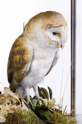 Lot 255 - Taxidermy: A Fine Example of a European Barn Owl (Tito alba), circa 1926, by renowned...