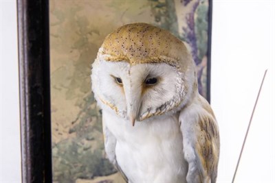 Lot 255 - Taxidermy: A Fine Example of a European Barn Owl (Tito alba), circa 1926, by renowned...