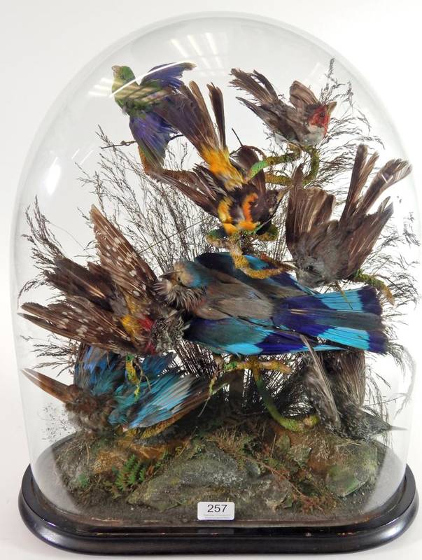 Lot 257 - Taxidermy: A Victorian Display of Eight Tropical Birds, circa 1880, including an Indian Roller,...