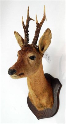 Lot 258 - Taxidermy: Roebuck (Capreolus capreolus), circa late 20th century, shoulder mount looking...