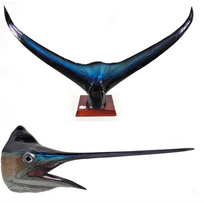 Lot 259 - Natural History: Blue Marlin (Makaira nigricans), circa late 20th century, fibre glass head...