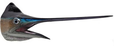 Lot 259 - Natural History: Blue Marlin (Makaira nigricans), circa late 20th century, fibre glass head...