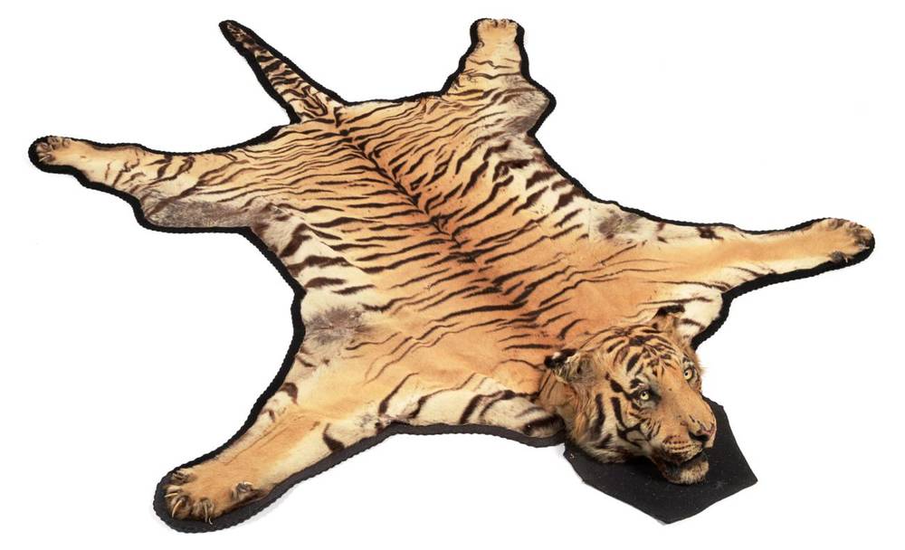 Lot 260 - Taxidermy: Indian Tiger (Panthera tigris tigris), circa 25/11/1942, by Van Ingen & Van Ingen,...