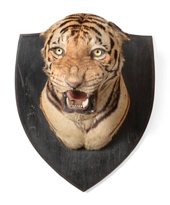Lot 262 - Taxidermy: Bengal Tiger (Panthera tigris tigris), circa 1920-1930, by C D Sassoon & Co Ltd,...