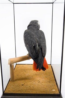 Lot 263 - Taxidermy: African Grey Parrot (Psittacus erithacus), circa 1922-1930, by Rowland Ward, The Jungle