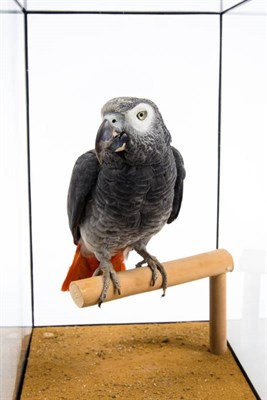 Lot 263 - Taxidermy: African Grey Parrot (Psittacus erithacus), circa 1922-1930, by Rowland Ward, The Jungle