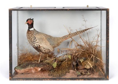 Lot 264 - Taxidermy: A Cased Ring Necked Pheasant (Phasinus colchicus), attributed to Peter Spicer & Sons...