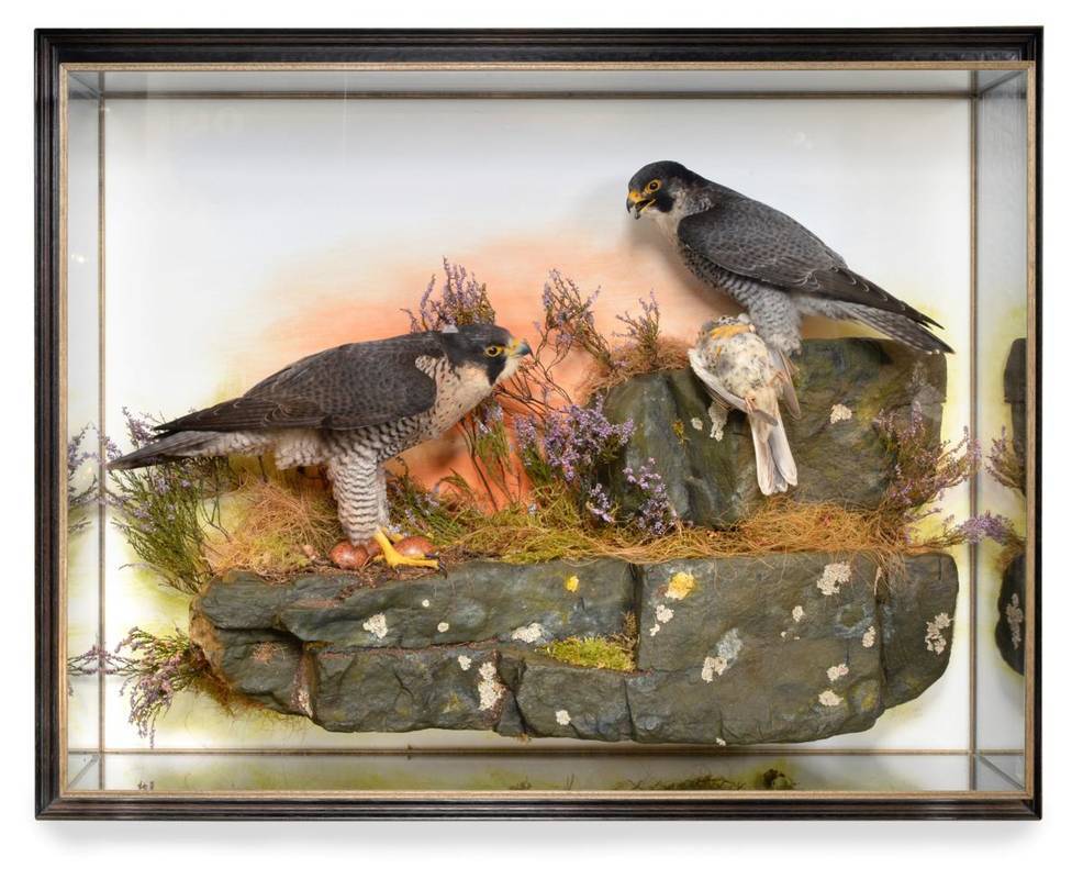 Lot 266 - Taxidermy: A Pair of Museum Quality Peregrine Falcons (Falco peregrinus), circa 2012, by Mike Gadd
